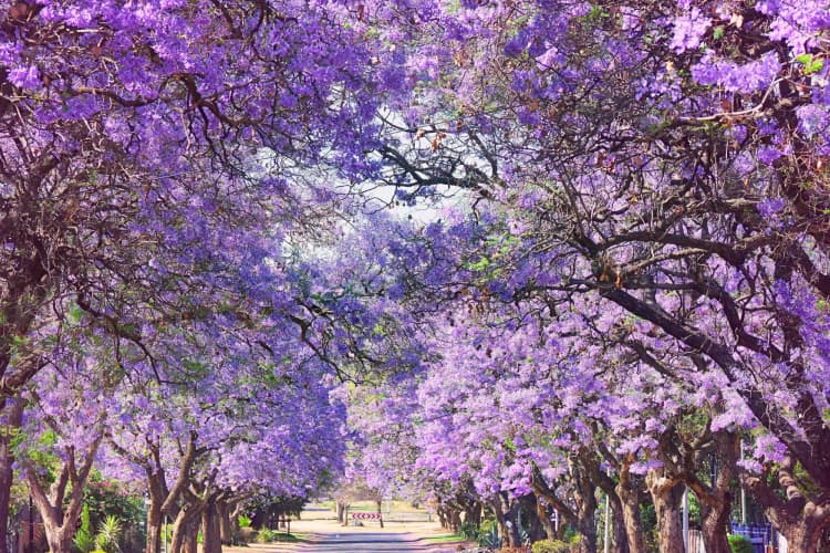 CAMINO CON ÁRBOLES EN FLOR