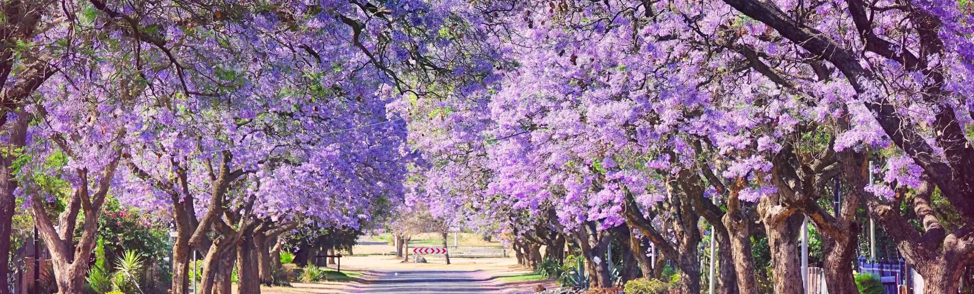 CAMINO CON ÁRBOLES FLORIDOS